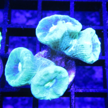 Bouture Caulastreas vert fluo 3-4 polypes