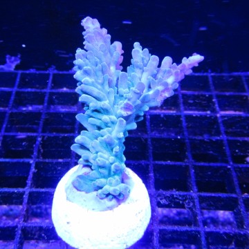 Bouture Acropora vert à pointes mauves 24,00 € Poissondor