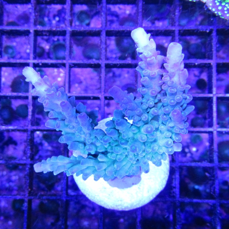 Bouture Acropora vert à pointes mauves 24,00 € Poissondor
