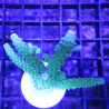 Bouture Acropora formosa vert 5-6cm