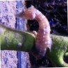 Hippocampus Erectus MALE élevage (10-12 cm) - Mangent parfaitement du surgelé.