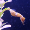 Hippocampus Erectus MALE élevage (10-12 cm) - Mangent parfaitement du surgelé.
