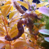 Hippocampus Erectus MALE élevage (10-12 cm) - Mangent parfaitement du surgelé.
