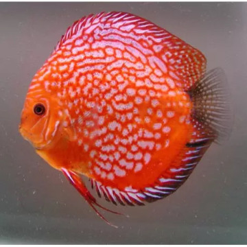 Discus Pigeon Cherckerboard  10-11cm