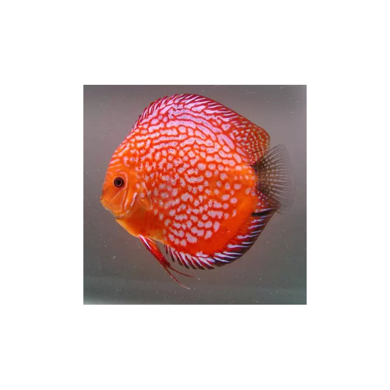 Discus Pigeon Cherckerboard  10-11cm