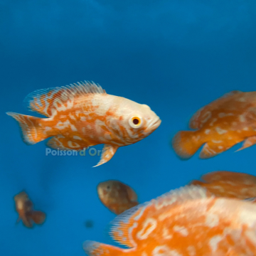 Astronotus Ocellatus Oscar Némo (Ultra Red Special)