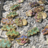 Tridacna Maxima tigrés 4 à 5 cm