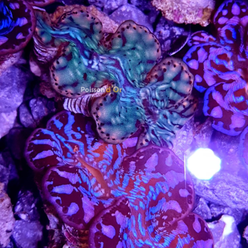 Tridacna Maxima tigrés 4 à 5 cm