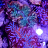Tridacna Maxima tigrés 4 à 5 cm
