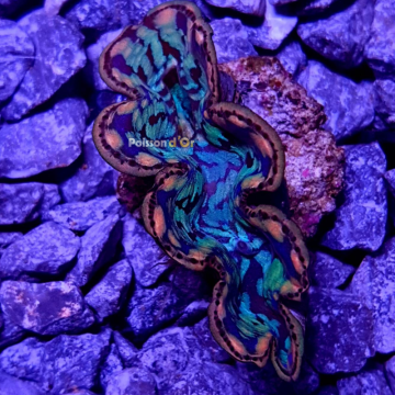 Tridacna Maxima tigrés 4 à 5 cm