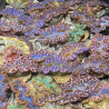 Tridacna Maxima tigrés 4 à 5 cm
