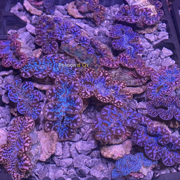 Tridacna Maxima tigrés 4 à 5 cm