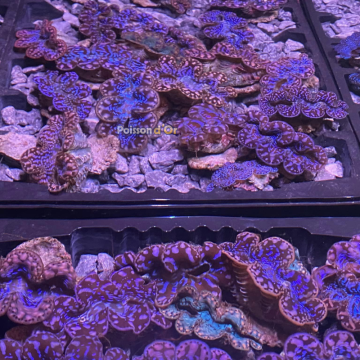Tridacna Maxima tigrés 4 à 5 cm