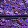Tridacna Maxima tigrés 4 à 5 cm