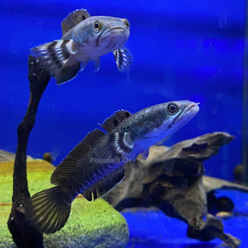 Channa Pulchra 5 cm