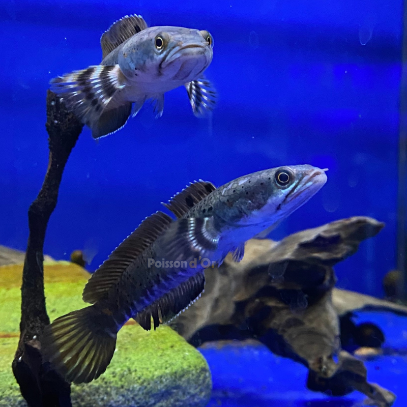 Channa Pulchra 5 cm