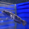 Channa Pulchra 5 cm