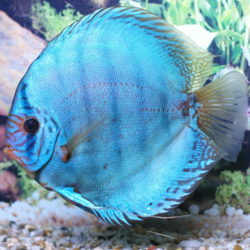 Discus  Cobalt Stendker d'élevage Allemand 10 cm le lot de 2