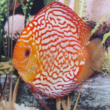 Discus Pigeon blood Rood  10-11 cm