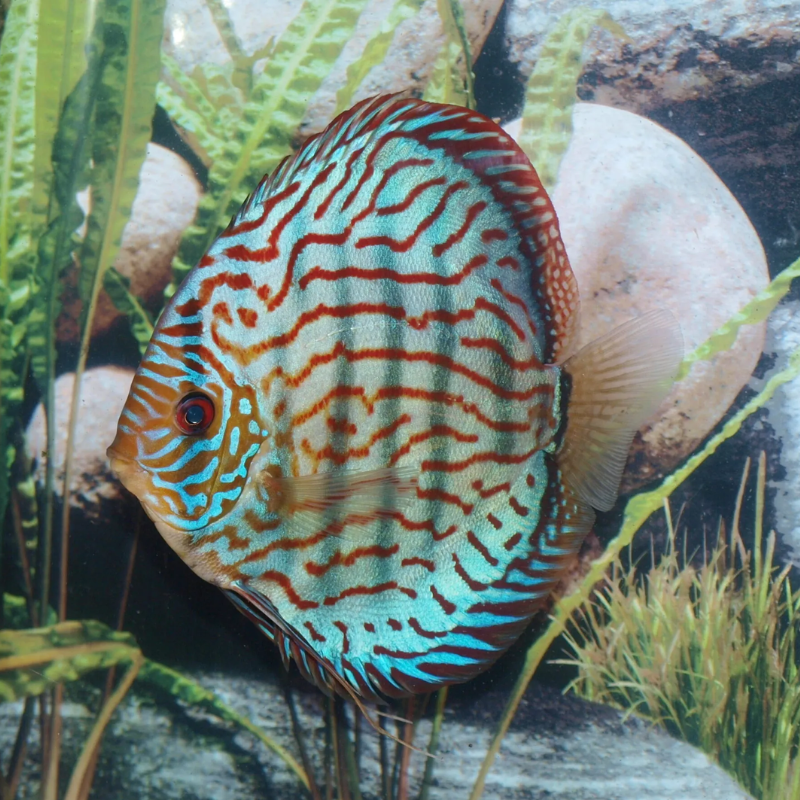 Discus Turquoise Brillant Stendker Duitse kweek15-17 cm het paar