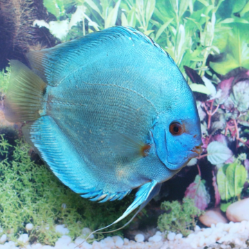 Discus blue diamond 10-11 cm