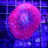 Rhodactis sanctithomaea rouge 6 cm 97,50 €