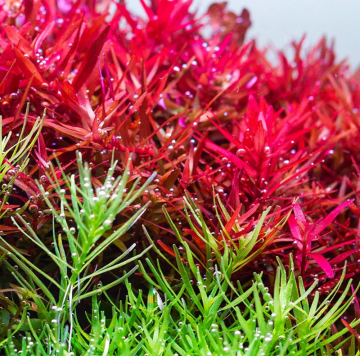 Twinstar éclairage  Light IV 1200 EA