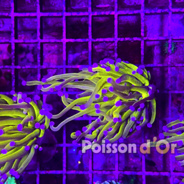 Bouture Euphyllia Glabrescens "Golden Torch" Indonésie "1 polype"