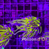 Bouture Euphyllia Glabrescens "Golden Torch" Indonésie "1 polype"