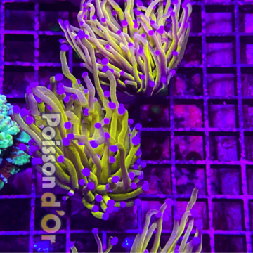 Bouture Euphyllia Glabrescens "Golden Torch" Indonésie "1 polype"