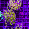 Bouture Euphyllia Glabrescens "Golden Torch" Indonésie "1 polype"
