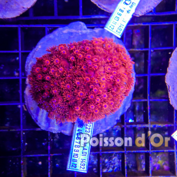 Goniopora Rouge 4-5 cm