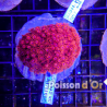 Goniopora rood 4-5 cm