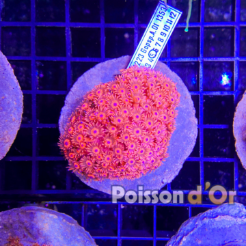 Goniopora Rouge 4-5 cm