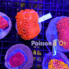 Goniopora Rouge 4-5 cm