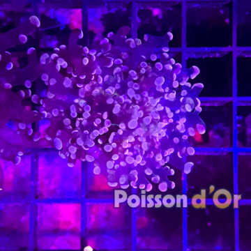 Bouture Euphyllia Paradivisa Orangé (1 polype de 5 cm ouvert)