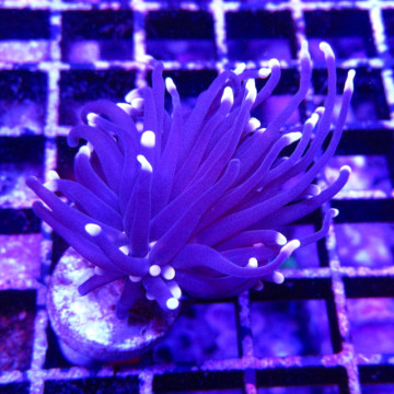 Bouture Euphyllia "Black torch" (1 polype)