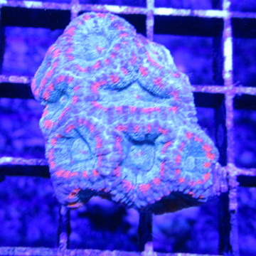 Bouture Favia \"dragon eyes\" 19,50 € Poissondor