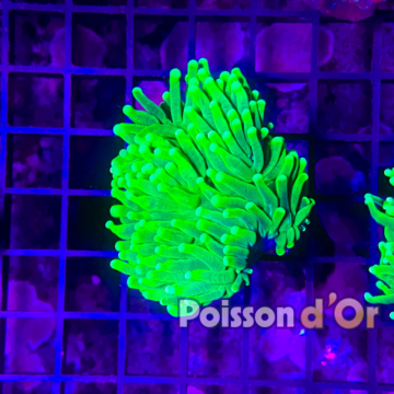 Bouture Euphyllia Glabrescens holy grail (1 polype)