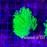 Bouture Euphyllia Glabrescens holy grail (1 polype)