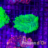 Bouture Euphyllia Glabrescens holy grail (1 polype)