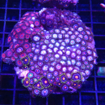 Zoanthus multicolor 8-10 cm