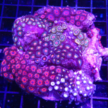 Zoanthus multicolor 8-10 cm