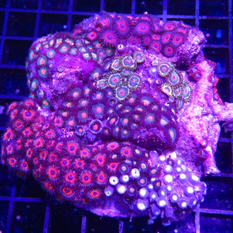 Zoanthus multicolor 10-15 cm 89,00 € Poissondor Zoanthus multicolor 10-15 cm 89,00 € Poissondor