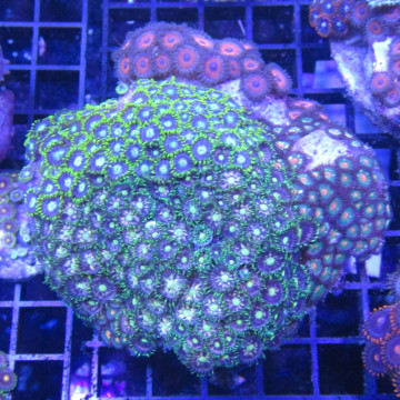 Zoanthus multicolor 10-15 cm 89,00 € Poissondor