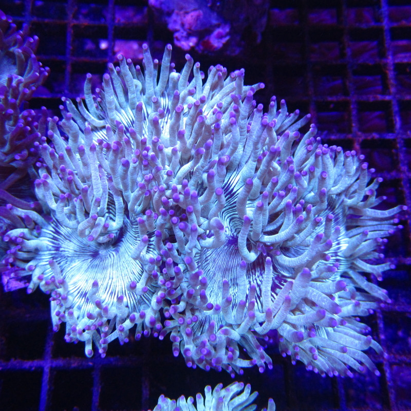 Catalaphyllia jardinei  12-15  cm (ouvert)