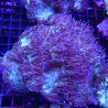 Catalaphyllia jardinei à pointes mauves 10 cm (ouvert) 