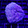Bouture Sinularia asterolobata jaune 24,50 € Poissondor