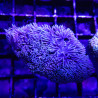 Bouture Sinularia asterolobata jaune 24,50 € Poissondor
