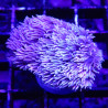 Bouture Sinularia asterolobata jaune 24,50 € Poissondor